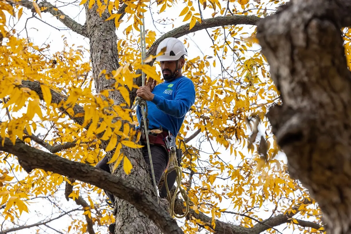 Skilled Tree Pruning crew working in Freeport