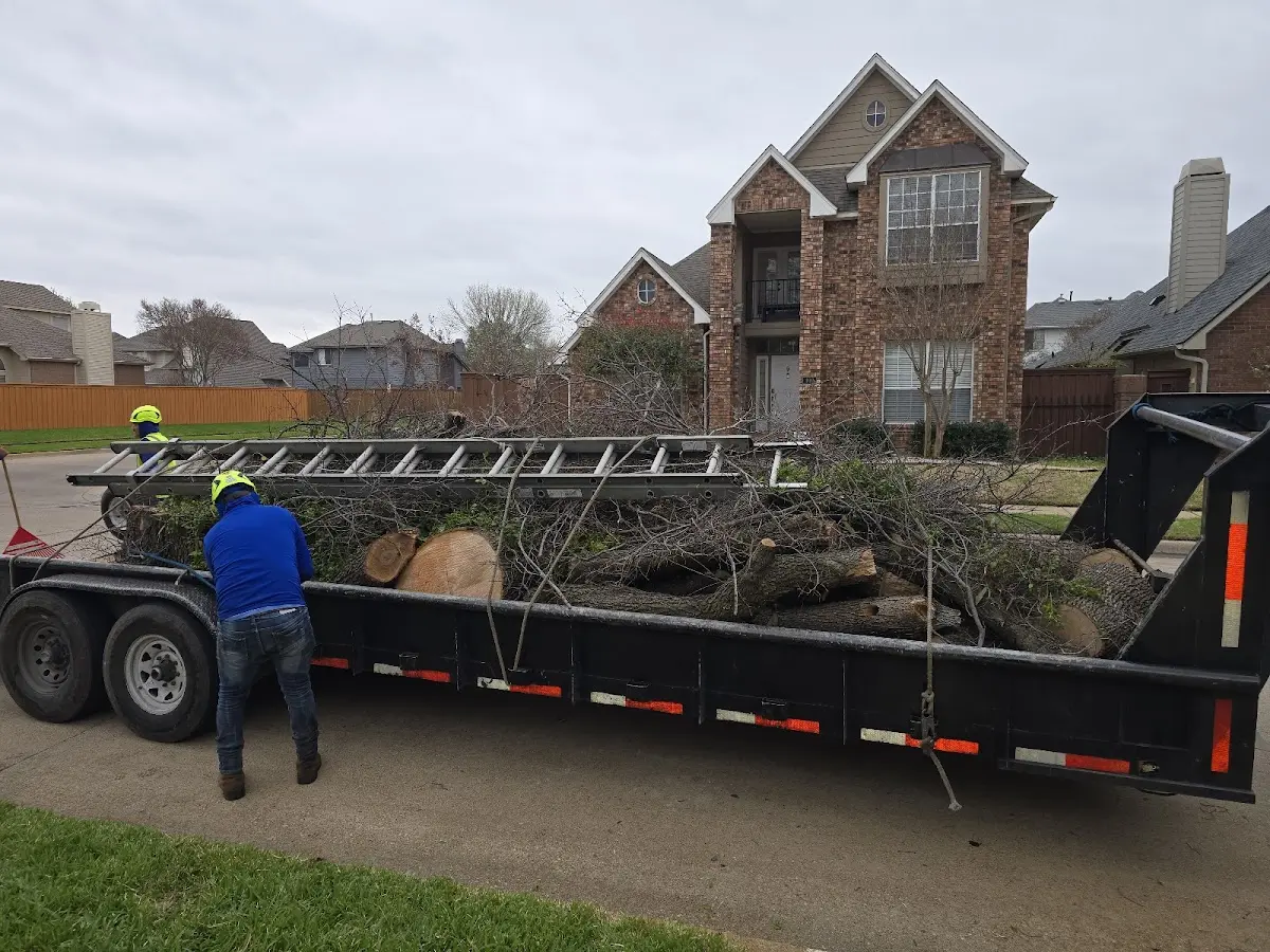 Expert Tree Removal with proper safety equipment in Freeport